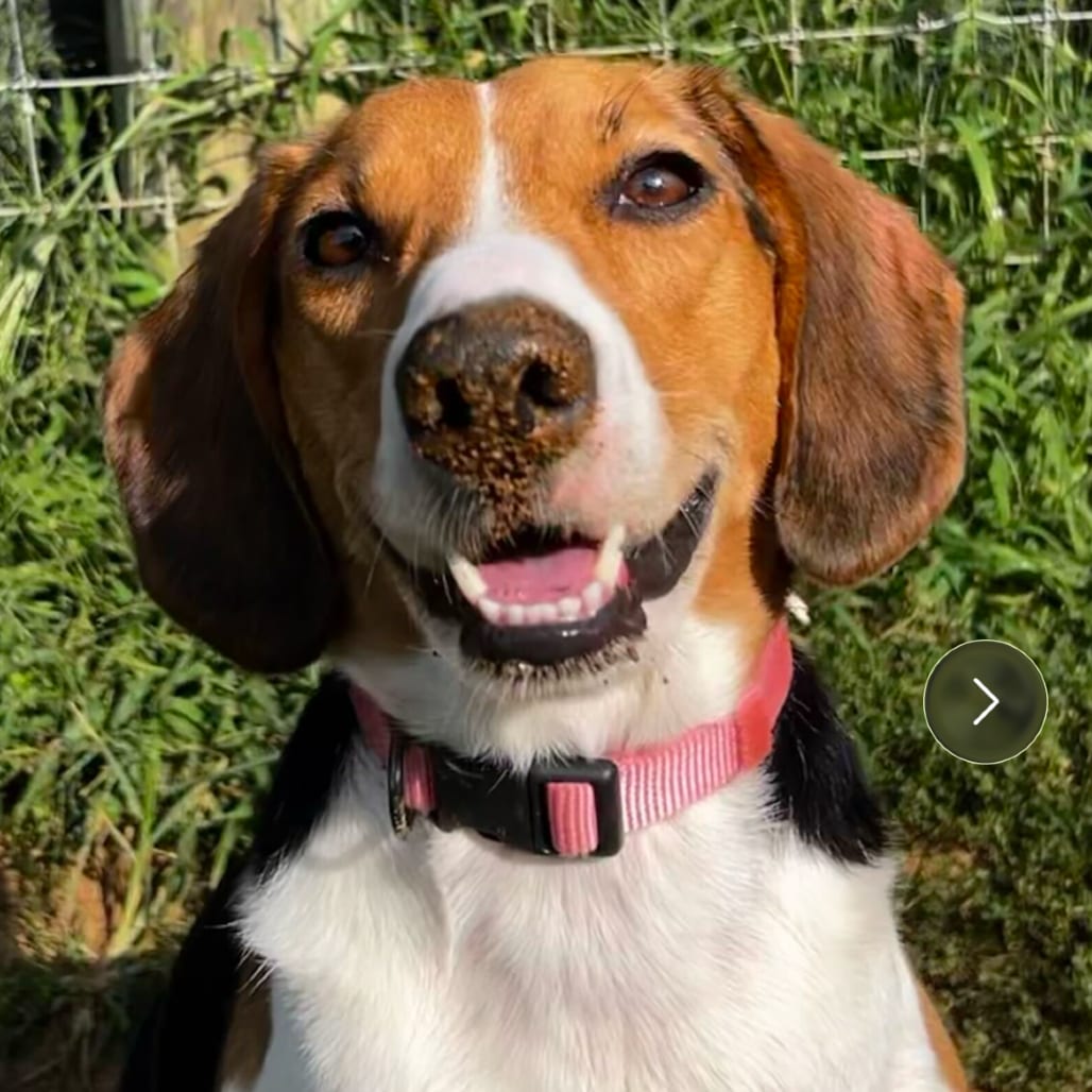 Photo of Maya, adoptable Beagle / Mix in Fairfax Station, Virginia