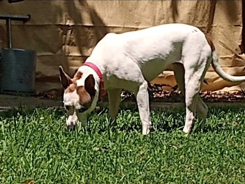 Photo of DAISY GOOD DOG -She'll Bloom in Your Heart Forever, adoptable American Bulldog in Atlanta, Georgia