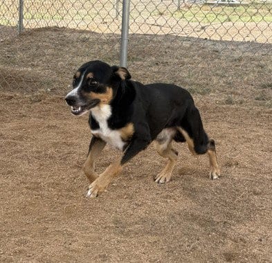 Photo of Rolo, adoptable Labrador Retriever in Killeen, Texas