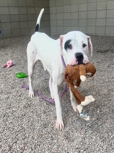 Photo of Ravioli, adoptable American Pit Bull Terrier in Mesa, Arizona