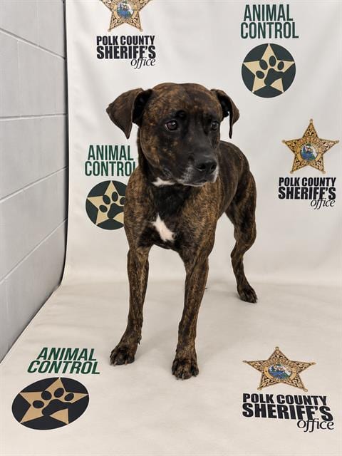 Photo of Barney, adoptable Bulldog in Winter Haven, Florida