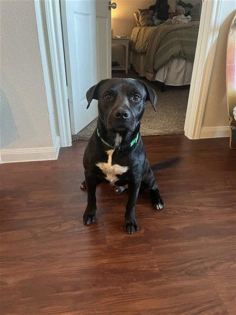 Photo of Dice, adoptable Staffordshire Bull Terrier in Corpus Christi, Texas