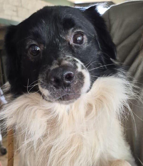 Photo of Apple Cider, adoptable Australian Shepherd mixed Terrier in Lawrenceville, Georgia