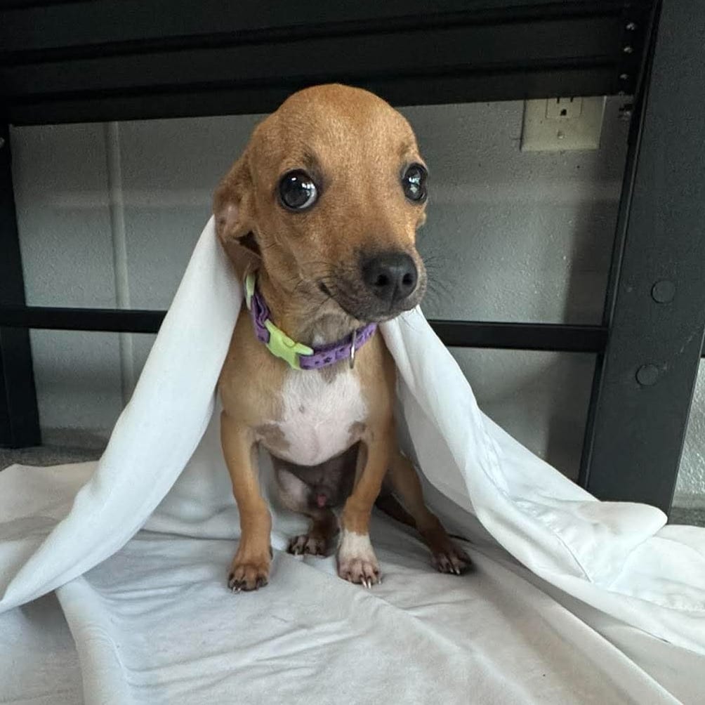 Photo of Felix, adoptable Chihuahua in Monticello, Iowa