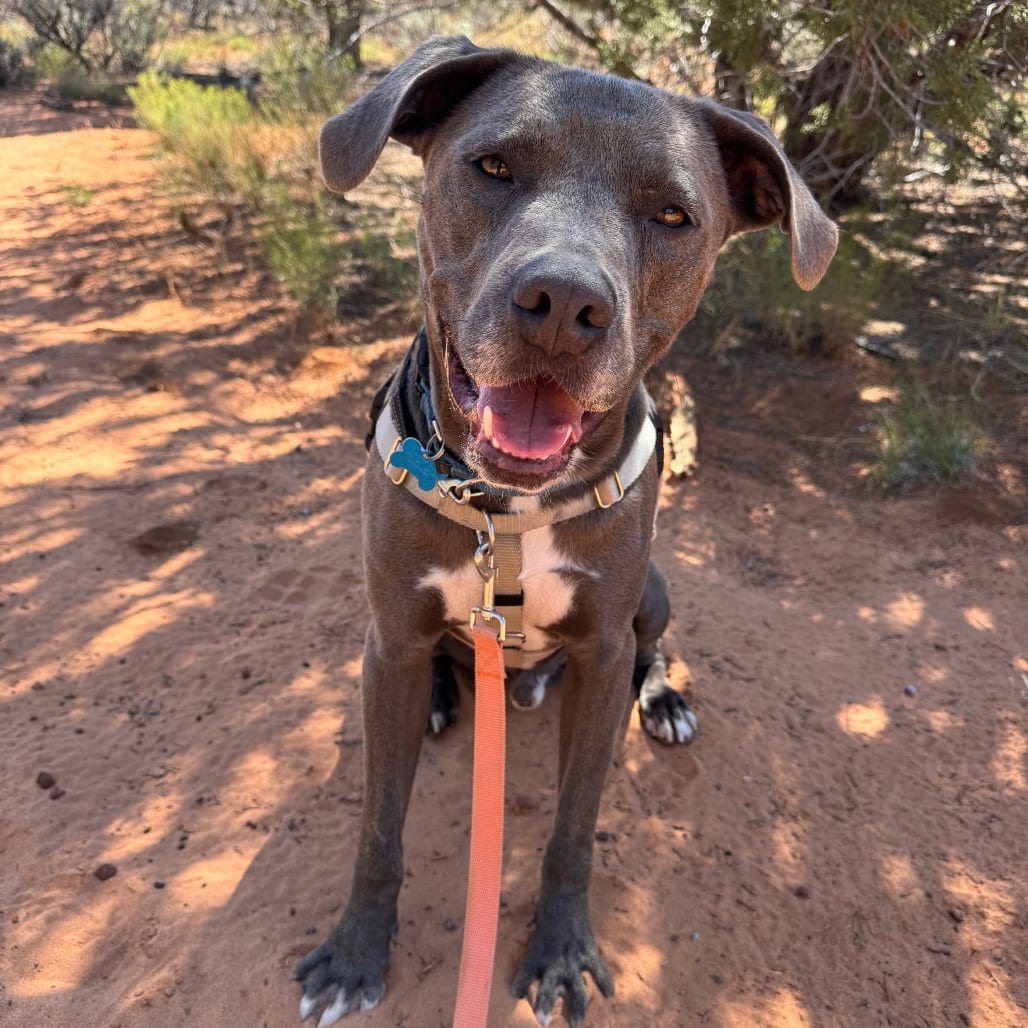 Photo of Grai, adoptable Terrier, Pit Bull / Mix in Kanab, Utah