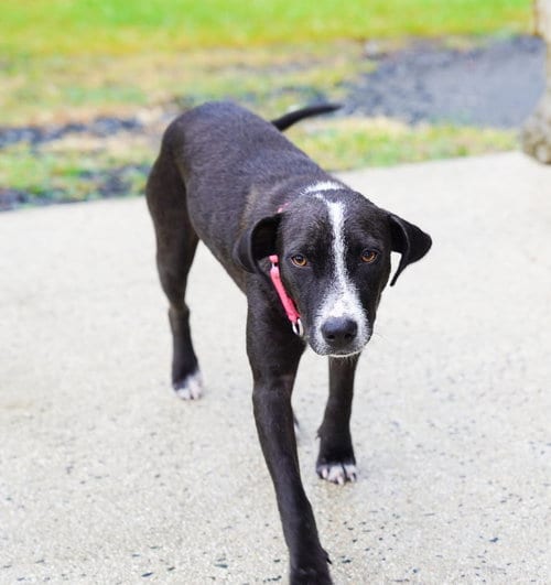 Photo of Bunny (Foster in PR), adoptable German Shorthaired Pointer in Luquillo, Puerto Rico