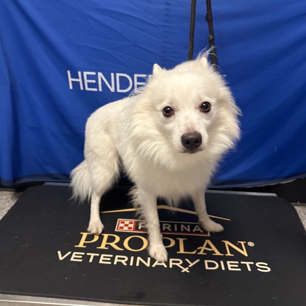 Photo of Snowball, adoptable Eskimo, American in Henderson, Nevada