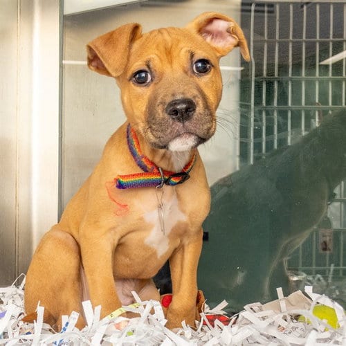 Photo of Boscos, adoptable Pit Bull Terrier in Maryland, Missouri
