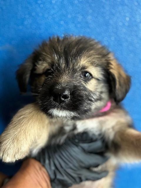 Photo of A256629, adoptable Cairn Terrier in Visalia, California
