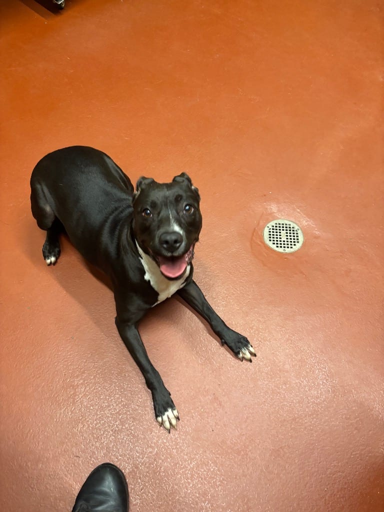 Photo of Joyrdan, adoptable Mixed Breed in Douglasville, Georgia