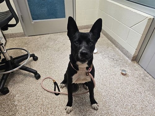 Photo of William Parton, adoptable Border Collie in Pueblo, Colorado