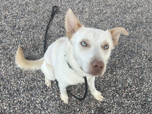 Photo of Puddles, adoptable Siberian Husky in Mesa, Arizona