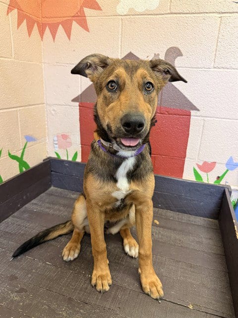 Photo of Rosie, adoptable German Shepherd Dog in Castaic, California