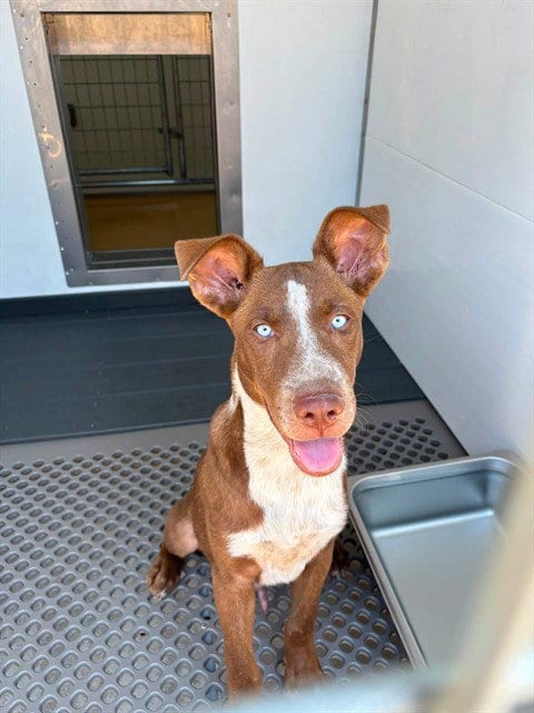 Photo of Haden, adoptable Labrador Retriever in San Bernardino, California