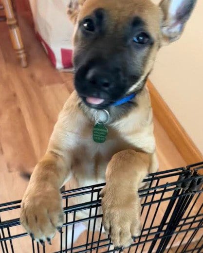 Photo of Hailee, adoptable Shepherd in Tonawanda, New York