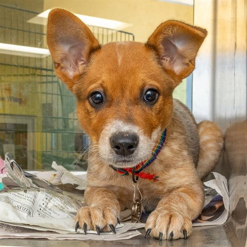 Photo of Henry, adoptable Queensland Heeler in Maryland, Missouri