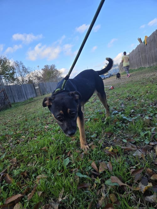 Photo of Little Miss, adoptable Mountain Cur in Jackson, Mississippi