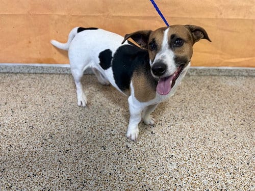 Photo of Dex, adoptable Jack Russell Terrier (Parson Russell Terrier) in Miami, Florida