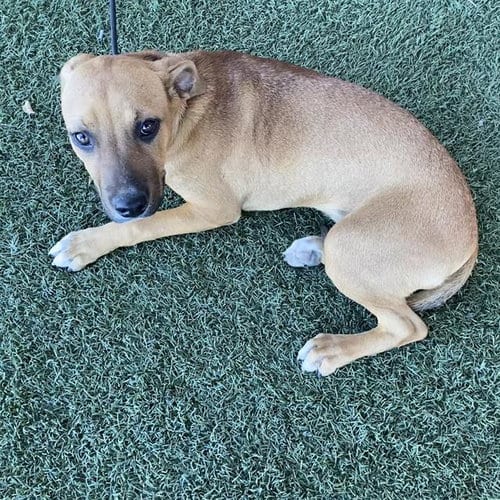 Photo of Chotsy, adoptable Pit Bull Terrier in Modesto, California