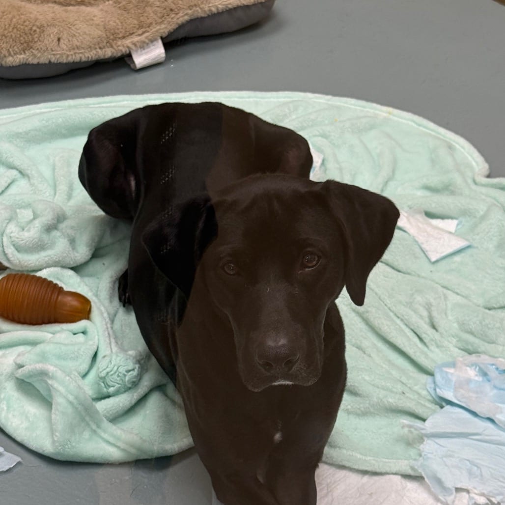 Photo of Femur, adoptable Mixed Breed (Medium) in Winston-Salem, North Carolina