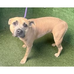 Photo of Lilo, adoptable American Staffordshire Terrier in Lancaster, California