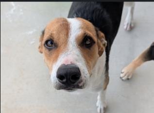 Photo of Nina, adoptable American Foxhound in San Antonio, Texas