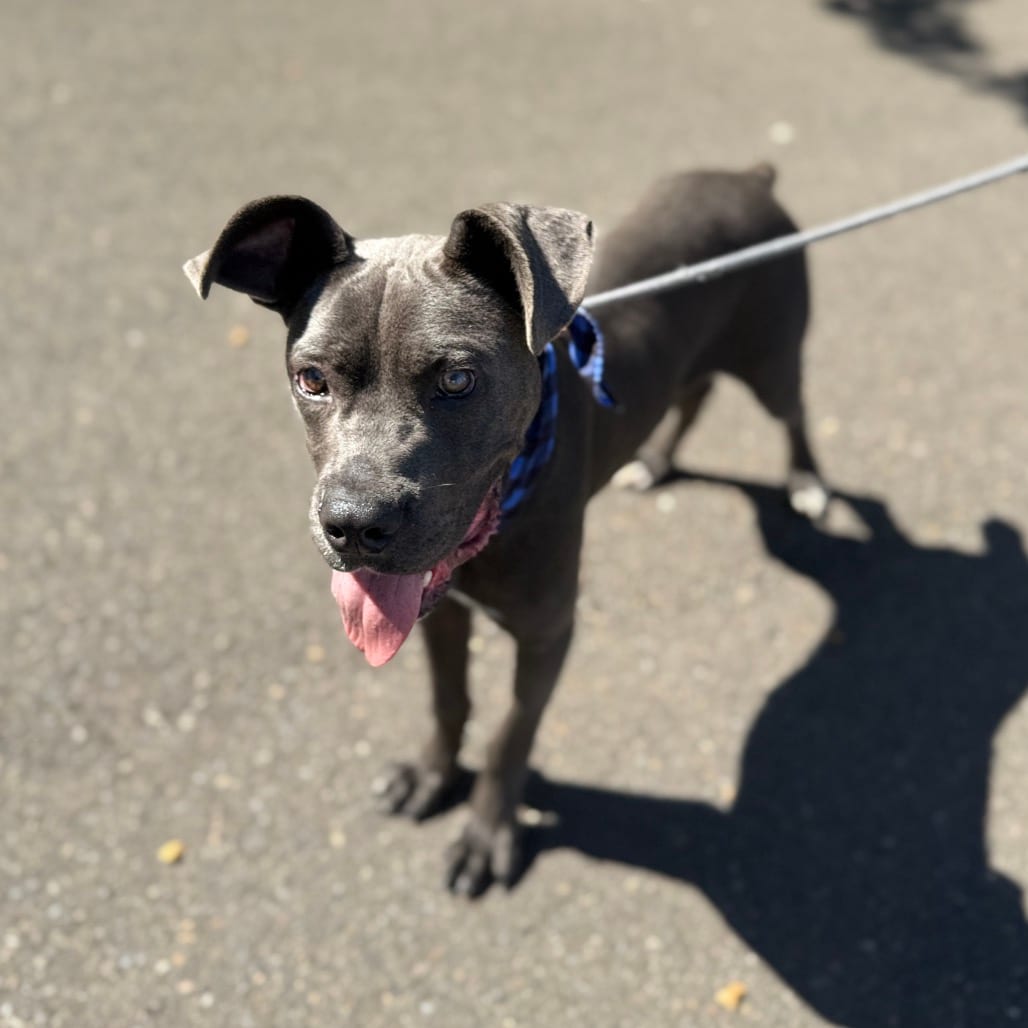 Photo of Zero, adoptable Mastiff, Cane Corso / Terrier, Pit Bull in Newberg, Oregon