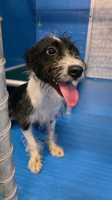 Photo of A171334, adoptable Terrier in Bakersfield, California