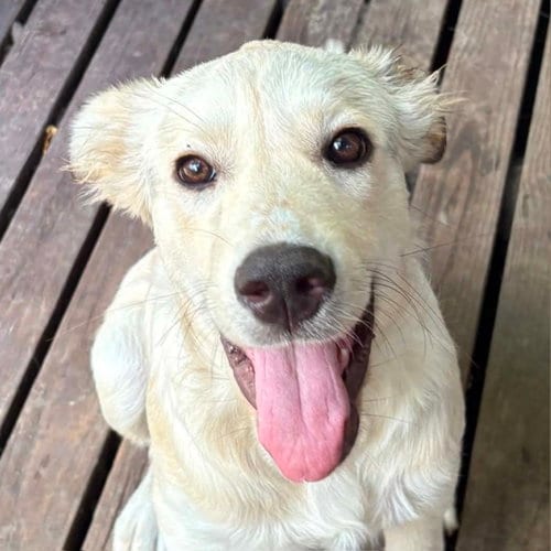 Photo of Opal, adoptable Anatolian Shepherd in Normal, Illinois