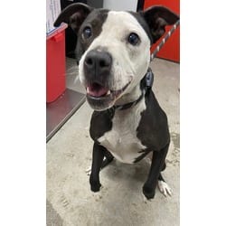 Photo of Princess Leia, adoptable Mixed Breed (Medium) in Georgetown, Delaware