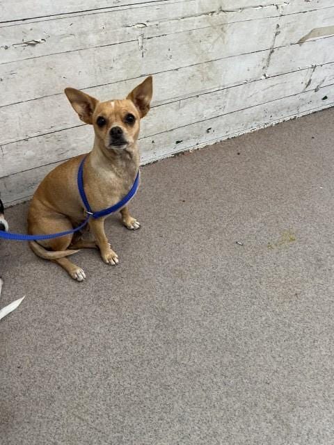 Photo of Annie, adoptable Chihuahua in San Bernardino, California