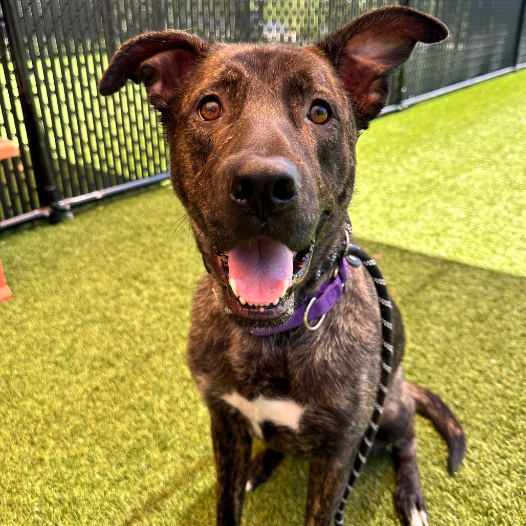 Photo of Cayenne, adoptable Mixed Breed (Large) in Dayton, Ohio
