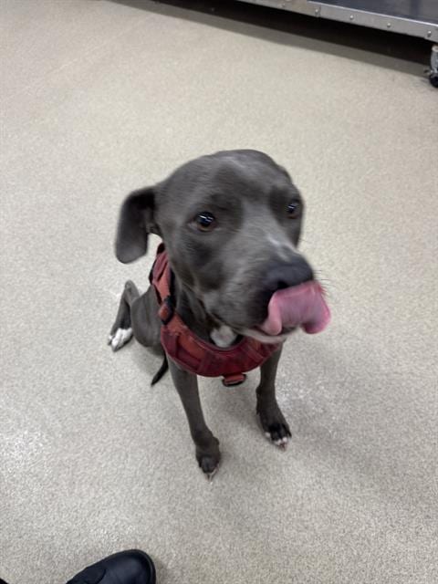 Photo of Astro, adoptable American Staffordshire Terrier in Grand Prairie, Texas