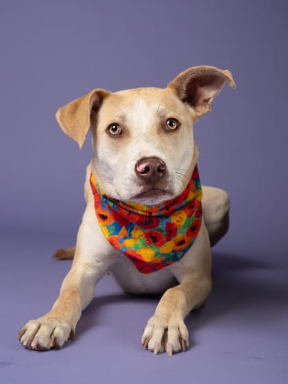 Photo of Avril Lavigne, adoptable dog in Atlanta, Georgia