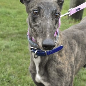 Photo of Voodoo Clam, adoptable Greyhound in Grandville, Michigan