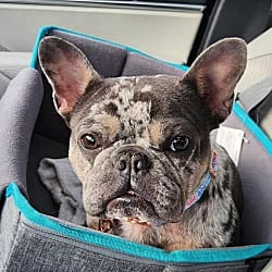 Photo of Minty, adoptable French Bulldog in Wethersfield, Connecticut