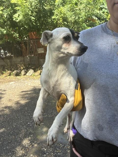 Photo of Azalea, adoptable Rat Terrier in Miami, Florida