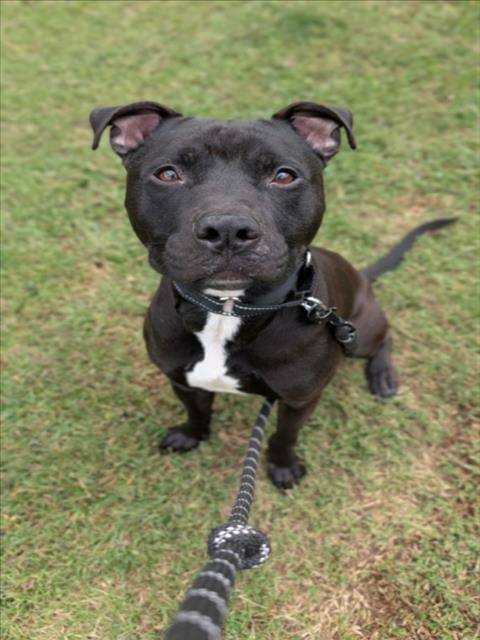 Photo of Onyx, adoptable Labrador Retriever in Chapel Hill, North Carolina