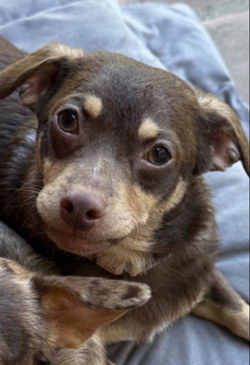 Photo of Buddy, adoptable Chihuahua in Santa Maria, California