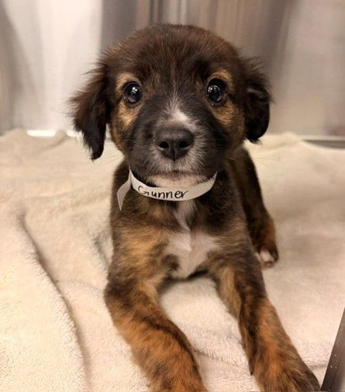 Photo of Gunner, adoptable Unknown breed in Rancho Santa Fe, California