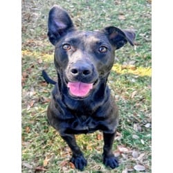 Photo of Queen Marie, adoptable German Shepherd Dog in Texas City, Texas