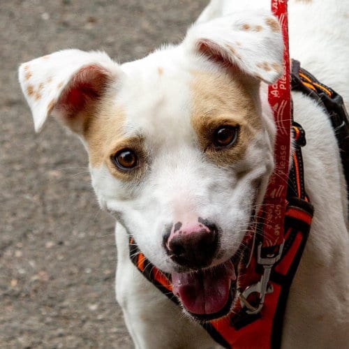 Photo of Sydney, adoptable Labrador Retriever in Canton, Connecticut