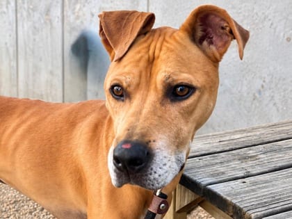 Photo of Penn, adoptable dog in Georgetown, Texas