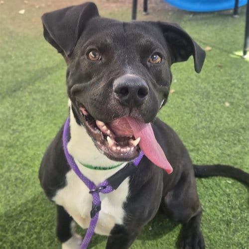 Photo of Waymo, adoptable American Pit Bull Terrier in Phoenix, Arizona