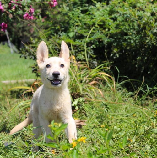 Photo of Jacy-12/16weeksNeuterContractRequired $425, adoptable German Shepherd Dog in Holly Hill, South Carolina