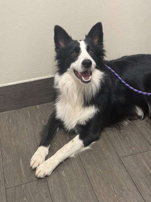 Photo of Dash, adoptable Border Collie in Valrico, Florida