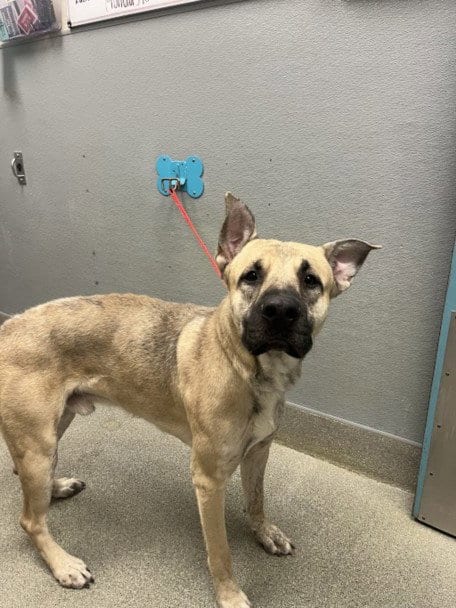 Photo of Snoop, adoptable German Shepherd Dog in Las Vegas, Nevada