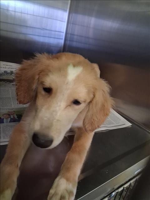 Photo of Coco, adoptable Labrador Retriever in Los Angeles, California
