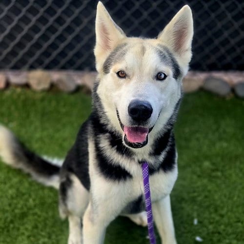 Photo of Yukon, adoptable Husky in Phoenix, Arizona