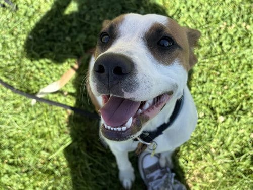 Photo of Argyle, adoptable Pit Bull Terrier in Pueblo, Colorado